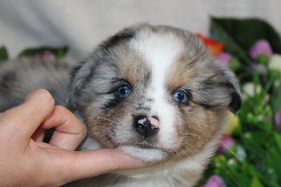 CHIOT male bleu merle collier vert - Berger Américain Miniature 