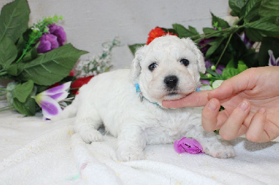 Les chiots de Bichon Frise