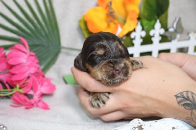 Les chiots de Cocker Spaniel Anglais