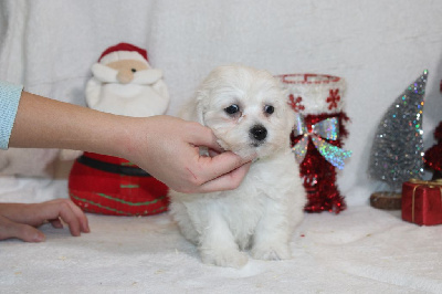 Les chiots de Bichon Frise