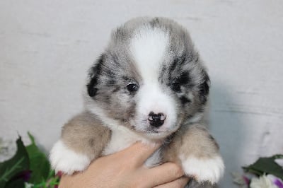 CHIOT male bleu merle collier vert - Berger Américain Miniature 