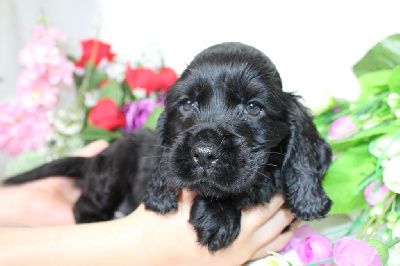 CHIOT male noir collier rouge - Cocker Spaniel Anglais