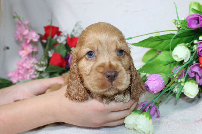 Les chiots de Cocker Spaniel Anglais