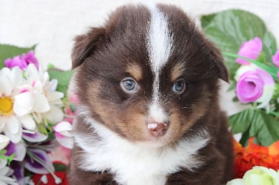 CHIOT male rouge tricolore collier bleu - Berger Américain Miniature 