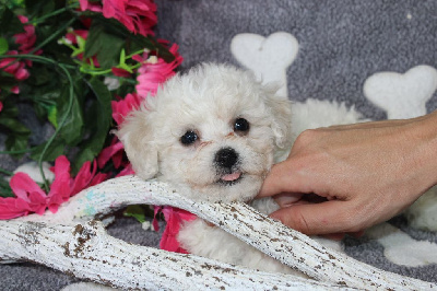 Les chiots de Bichon Frise