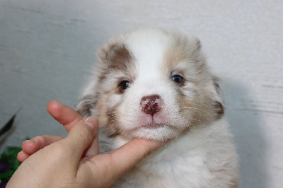 CHIOT male rouge merle collier orange - Berger Américain Miniature 