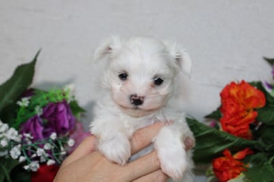 Male collier rouge ( Vizir) - Bichon maltais