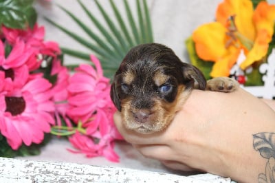 CHIOT femelle chocolat et feu collier jaune - Cocker Spaniel Anglais