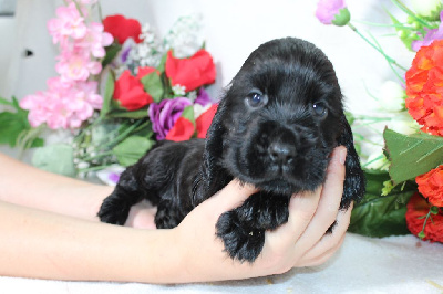 Les chiots de Cocker Spaniel Anglais