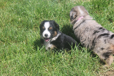 Les chiots de Berger Américain Miniature 