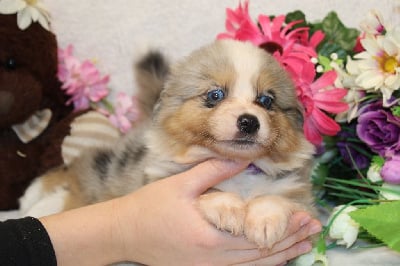 CHIOT femelle bleu merle collier violet - Berger Américain Miniature 