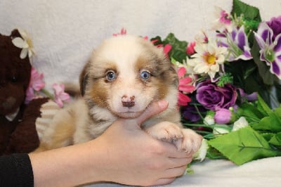 CHIOT male rouge merle collier vert - Berger Américain Miniature 