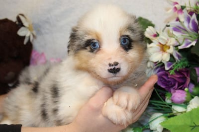 CHIOT male bleu merle collier orange - Berger Américain Miniature 