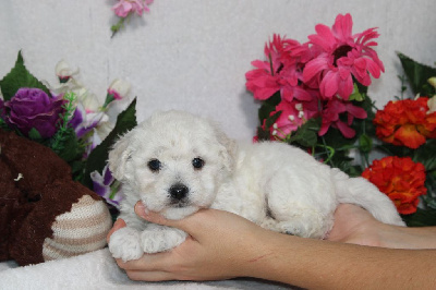 Les chiots de Bichon Frise