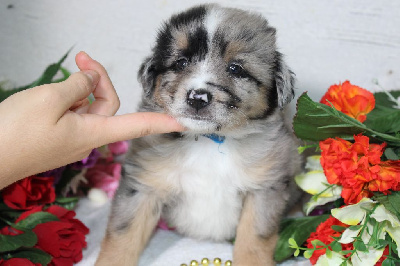 CHIOT male bleu merle collier bleu - Berger Américain Miniature 