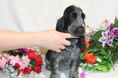 Les chiots de Cocker Spaniel Anglais