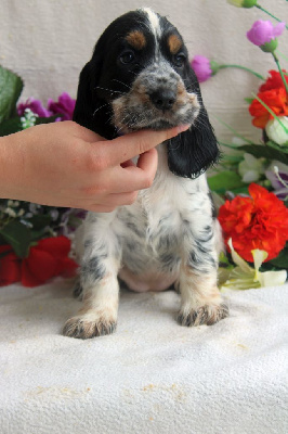 CHIOT femelle tricolore bleu collier violet - Cocker Spaniel Anglais