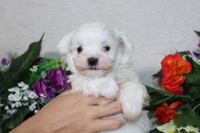 Male collier bleu ( Vaillant) - Bichon maltais