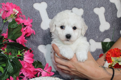 CHIOT femelle collier orange - Bichon Frise