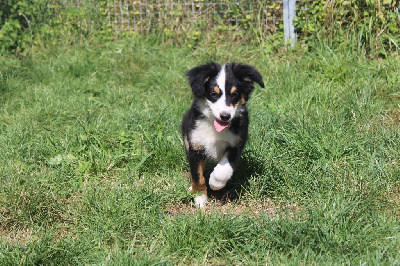 Les chiots de Berger Américain Miniature 