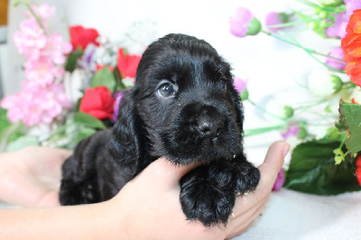 Les chiots de Cocker Spaniel Anglais