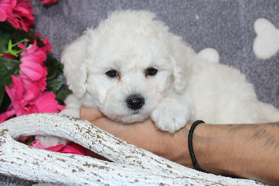 CHIOT male collier bleu - Bichon Frise