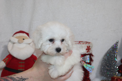 Les chiots de Bichon Frise