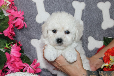 Les chiots de Bichon Frise