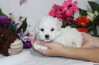 Les chiots de Bichon Frise