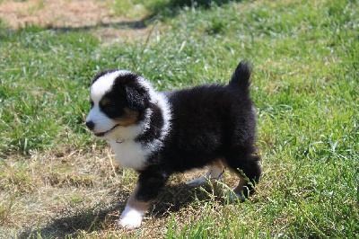 Les chiots de Berger Américain Miniature 