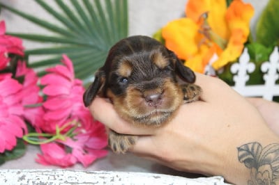 Les chiots de Cocker Spaniel Anglais