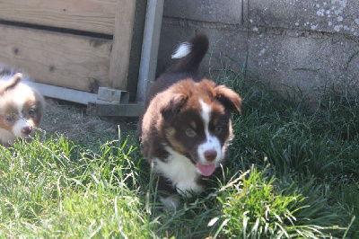 Les chiots de Berger Américain Miniature 