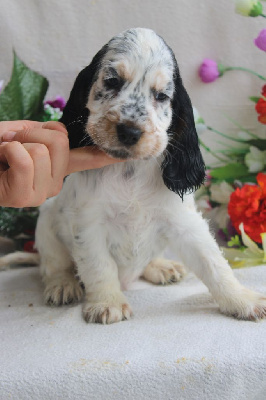 CHIOT male tricolore bleu collier marron - Cocker Spaniel Anglais