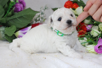 Les chiots de Bichon Frise