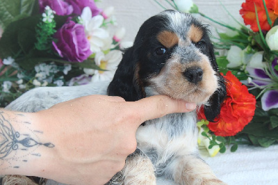 CHIOT femelle tricolore bleu collier jaune - Cocker Spaniel Anglais