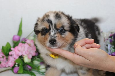 CHIOT femelle bleu merle collier jaune - Berger Américain Miniature 