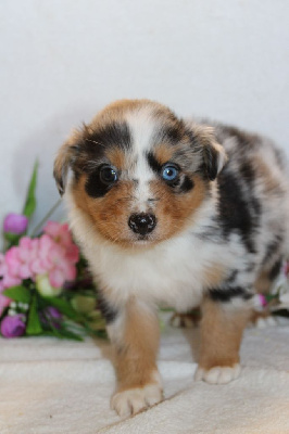 CHIOT male bleu merle collier orange - Berger Américain Miniature 