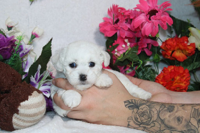 Les chiots de Bichon Frise