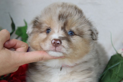 CHIOT femelle rouge merle collier rouge - Berger Américain Miniature 