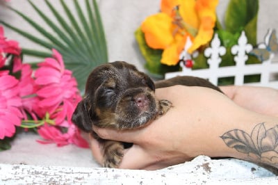 CHIOT femelle chocolat et feu collier violet - Cocker Spaniel Anglais