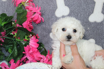 Les chiots de Bichon Frise