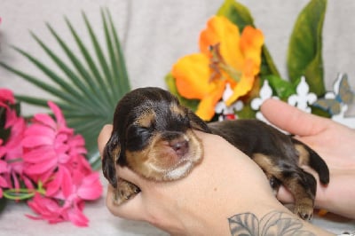 Les chiots de Cocker Spaniel Anglais