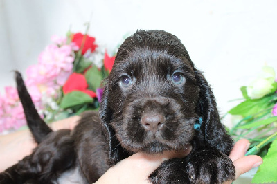 CHIOT male chocolat collier bleu - Cocker Spaniel Anglais