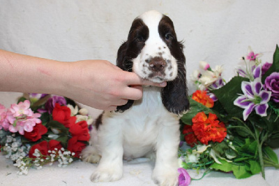 CHIOT male chocolat et blanc collier noir - Cocker Spaniel Anglais