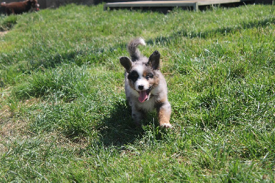 CHIOT male bleu merle collier marron - Berger Américain Miniature 