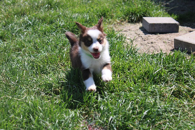 CHIOT femelle rouge tricolore collier vert - Berger Américain Miniature 