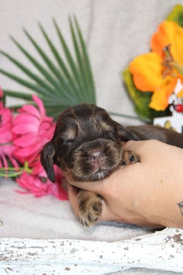 CHIOT male chocolat et feu collier vert - Cocker Spaniel Anglais