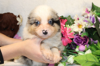 CHIOT male bleu merle collier bleu - Berger Américain Miniature 