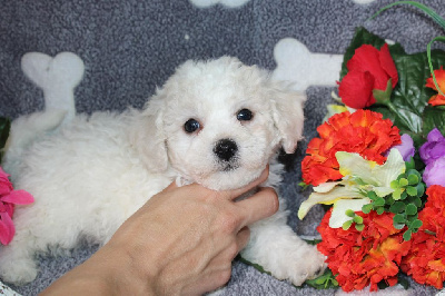 CHIOT male collier bleu - Bichon Frise