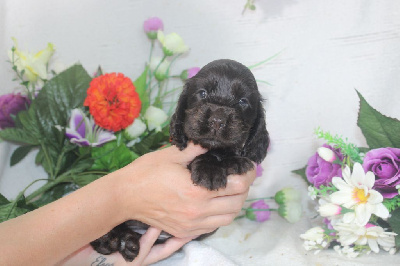 Les chiots de Cocker Spaniel Anglais